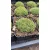 Dianthus erinaceus - Kerti szegfű