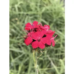 Dianthus cruentus - Szegfű