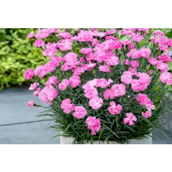 Szegfű (Dianthus)