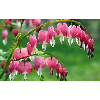 Szívvirág (Dicentra)