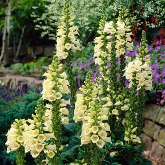 Gyűszűvirág (Digitalis)