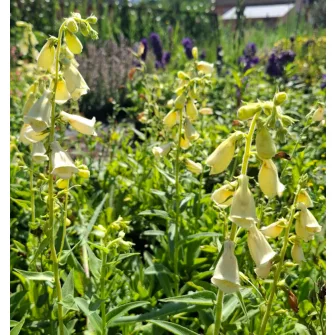 Gyűszűvirág (Digitalis)