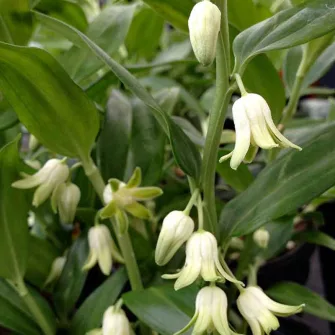 Örökzöld salamonpecsét (Disporopsis)