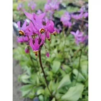Bálványvirág (Dodecatheon)
