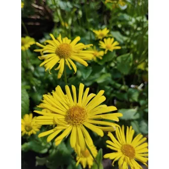 Zergervirág (Doronicum)
