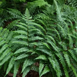 Dryopteris championii - Bajnok páfrány