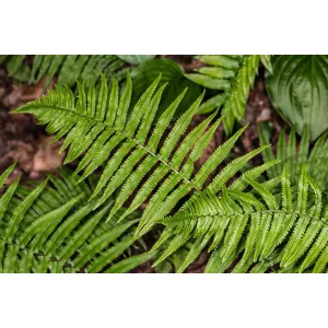Dryopteris cycadina - Bozontos pajzspáfrány