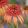 Echinacea purpurea Irresistible - Kasvirág