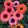 Echinacea purpurea Sunseekers Rainbow - Kasvirág