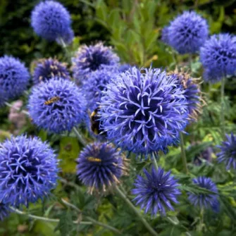 Szamárkenyér (Echinops)