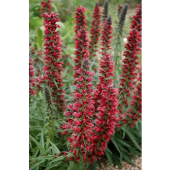 Kígyószisz (Echium)
