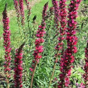 Echium russicum - Kígyószisz