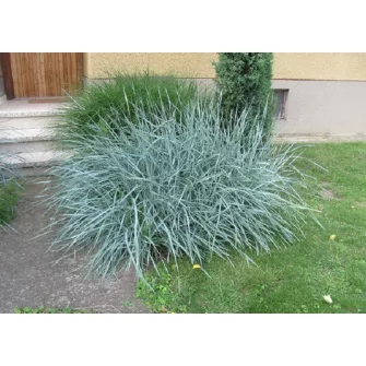 Hajperje (Elymus)