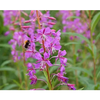 Füzike (Epilobium)