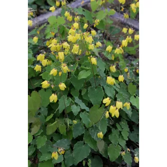 Püspöksüveg (Epimedium)