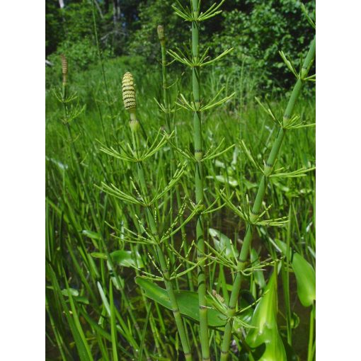 Equisetum fluviatile - Iszapzsurló
