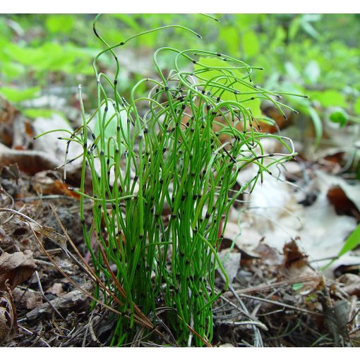 Equisetum scirpoides - Törpe zsurló