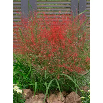 Tőtippan (Eragrostis)