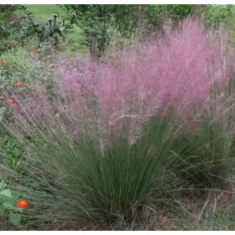 Tőtippan (Eragrostis)