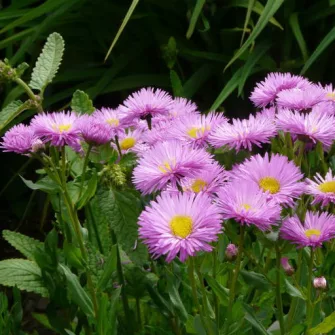 Küllőrojt (Erigeron)