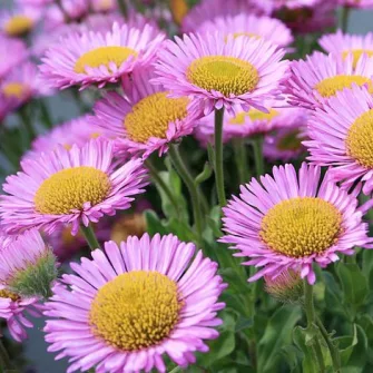 Küllőrojt (Erigeron)