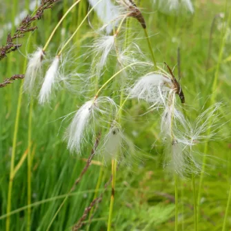 Gyapjúsás (Eriophorum)