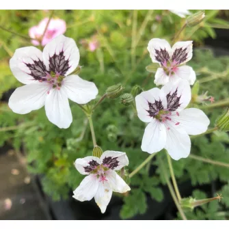 Gémorr (Erodium)