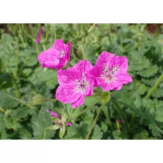 Gémorr (Erodium)