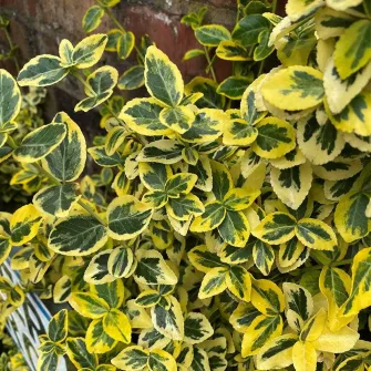 Kecskerágó (Euonymus)