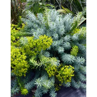 Kutyatej (Euphorbia)