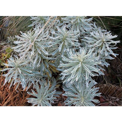 Euphorbia characias Glacier Blue - Velencei kutyatej