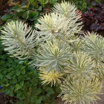 Kutyatej (Euphorbia)