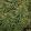 Euphorbia martinii Ascot Rainbow - Kutyatej