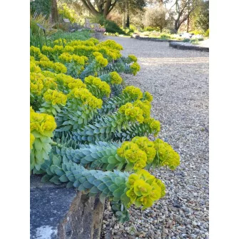 Kutyatej (Euphorbia)