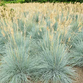 Csenkesz (Festuca)