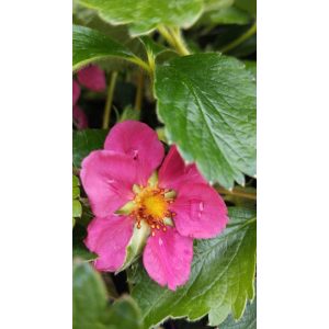 Fragaria x ananassa Rotblühend - Rózsaszín virágú eper