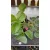 Fragaria x ananassa Rotblühend - Rózsaszín virágú eper