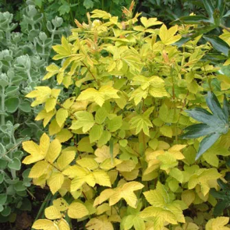Legyezőfű (Filipendula)