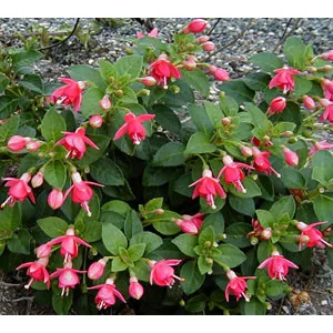 Fuchsia Galadriel - Fagytűrő fukszia