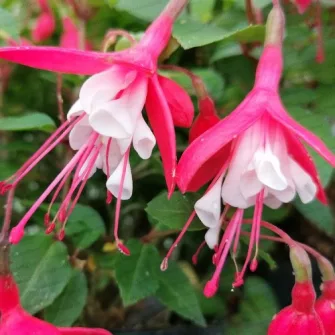 Fagyátűrő fukszia (Fuchsia)