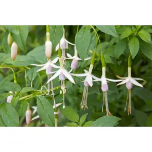 Fuchsia magellanica Alba - Fagytűrő fukszia