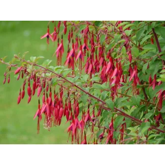 Fagyátűrő fukszia (Fuchsia)