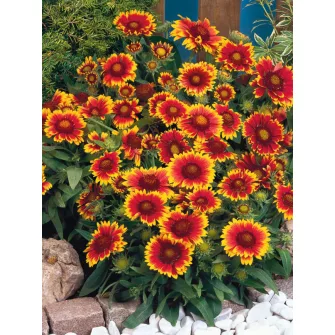 Kokárdavirág (Gaillardia)