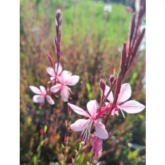 Díszgyertya (Gaura)