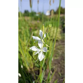 Díszgyertya (Gaura)