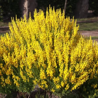 Rekettye (Genista)