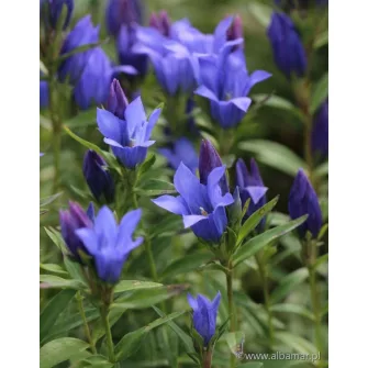 Tárnics (Gentiana)