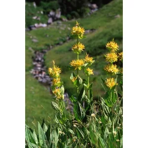 Gentiana lutea - Tárnics