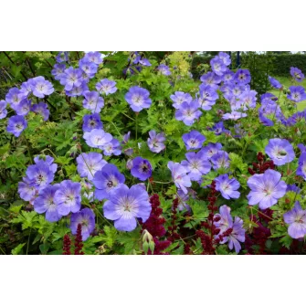 Gólyaorr (Geranium)