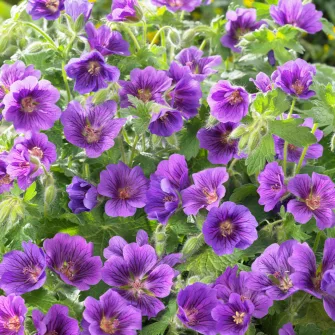 Gólyaorr (Geranium)
